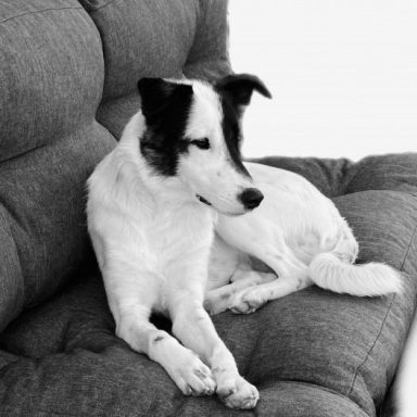 Ein Hund mit schwarz-weißer Fellfarbe liegt entspannt auf einer grauen Couch.